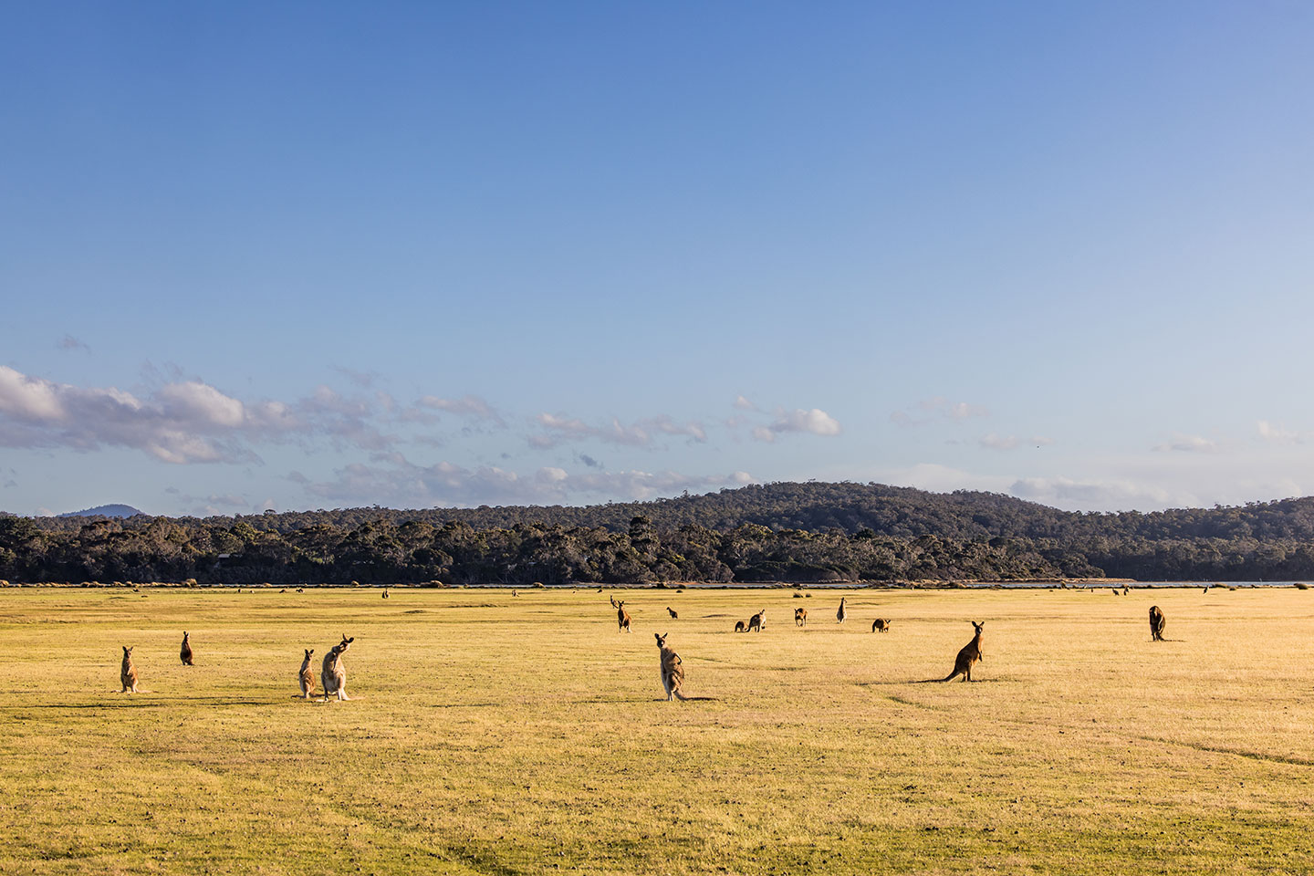 Narawntapu National Park, Tasmania Field of kangaroos at Narawntapu National Park, Tasmania