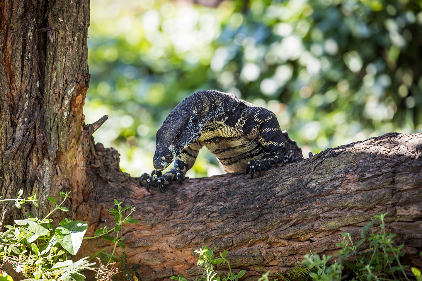 Goanna climbing a tree in Murramarang National Park
