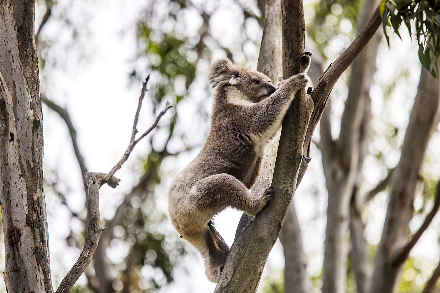 Climbing koala in an eucalyptus tree in Australia