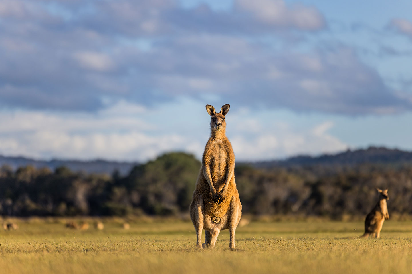 Narawntapu National Park, Tasmania Male kangaroo close-up at Narawntapu National Park