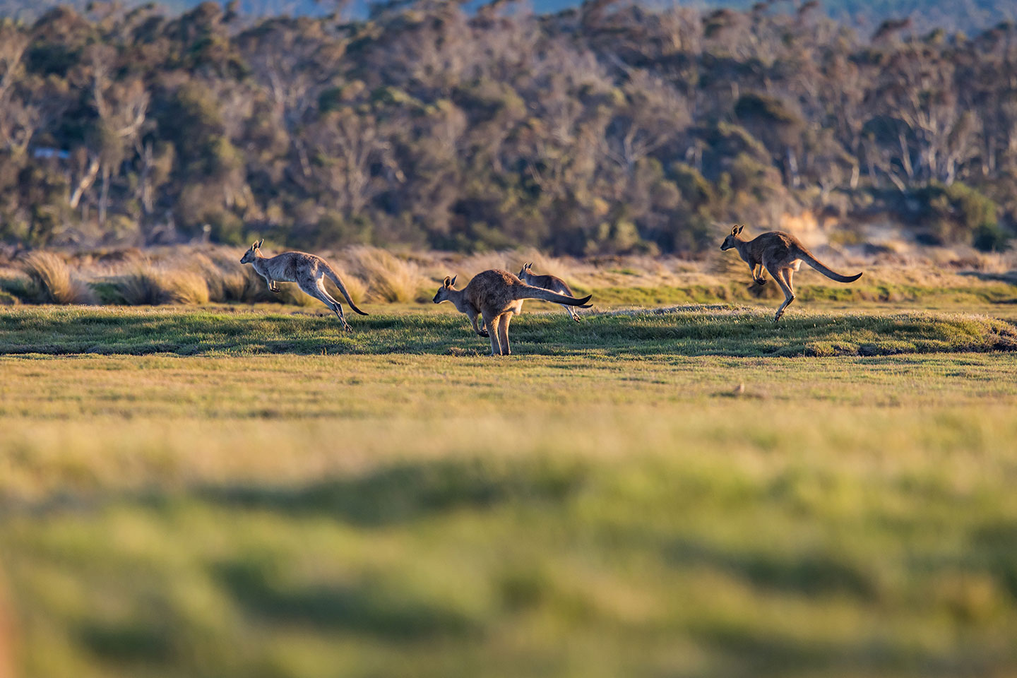 Narawntapu National Park, Tasmania Travel photography of kangaroos hopping in the grasslands of Narawntapu National Park, Tasmania