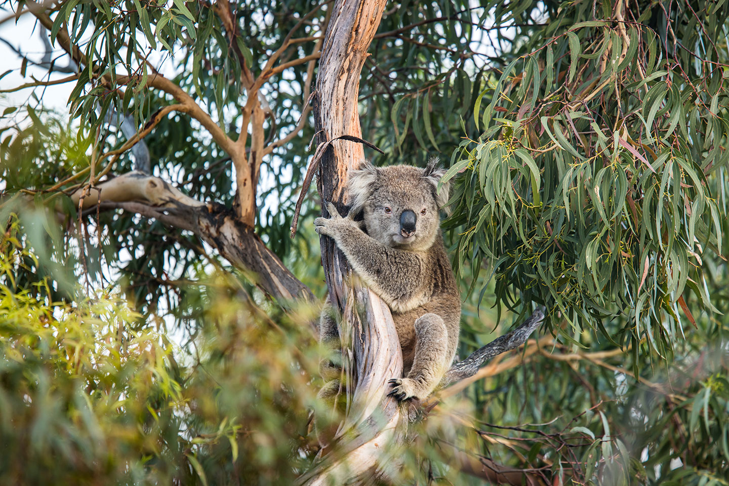 Koala high up in a tree in Australia