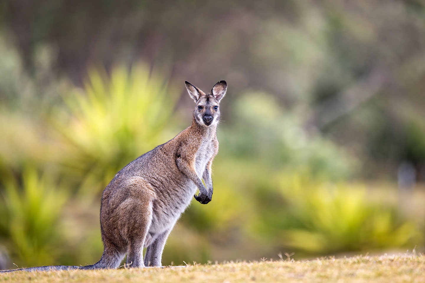 Wallaby near the beach at Pebbly Beach