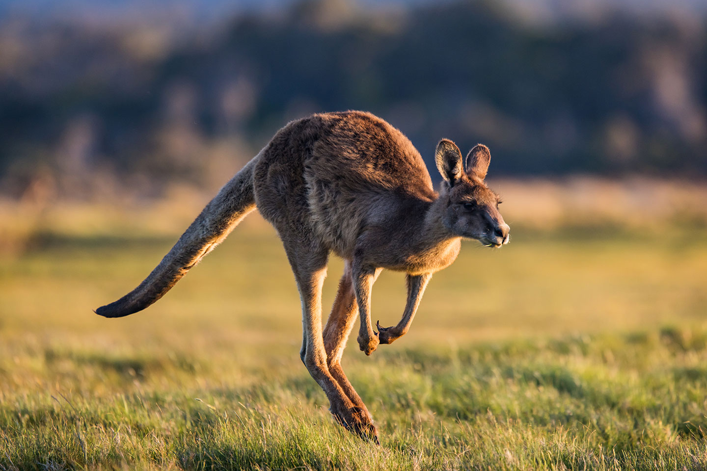 Narawntapu National Park, Tasmania Kangaroo hopping through a field in Narawntapu National Park, Tasmania