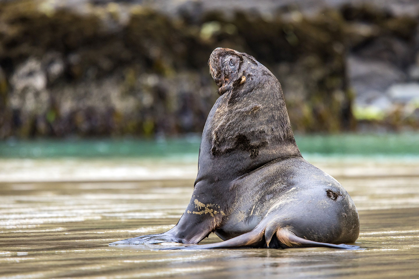 Sea lion on the beach in Otago, New Zealand