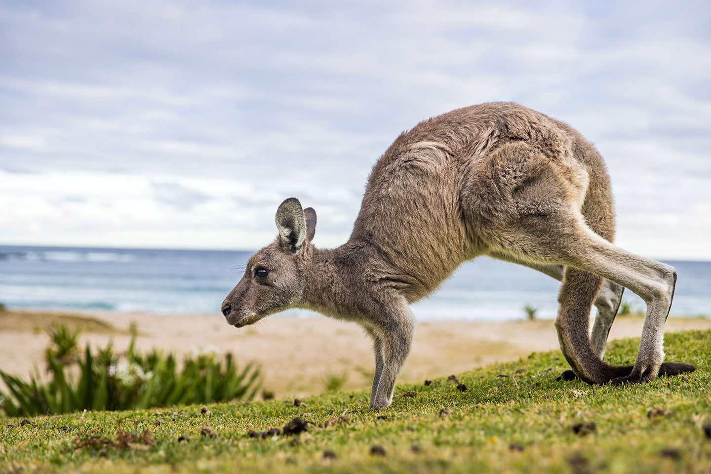 Kangaroo on the beach at Pebbly Beach