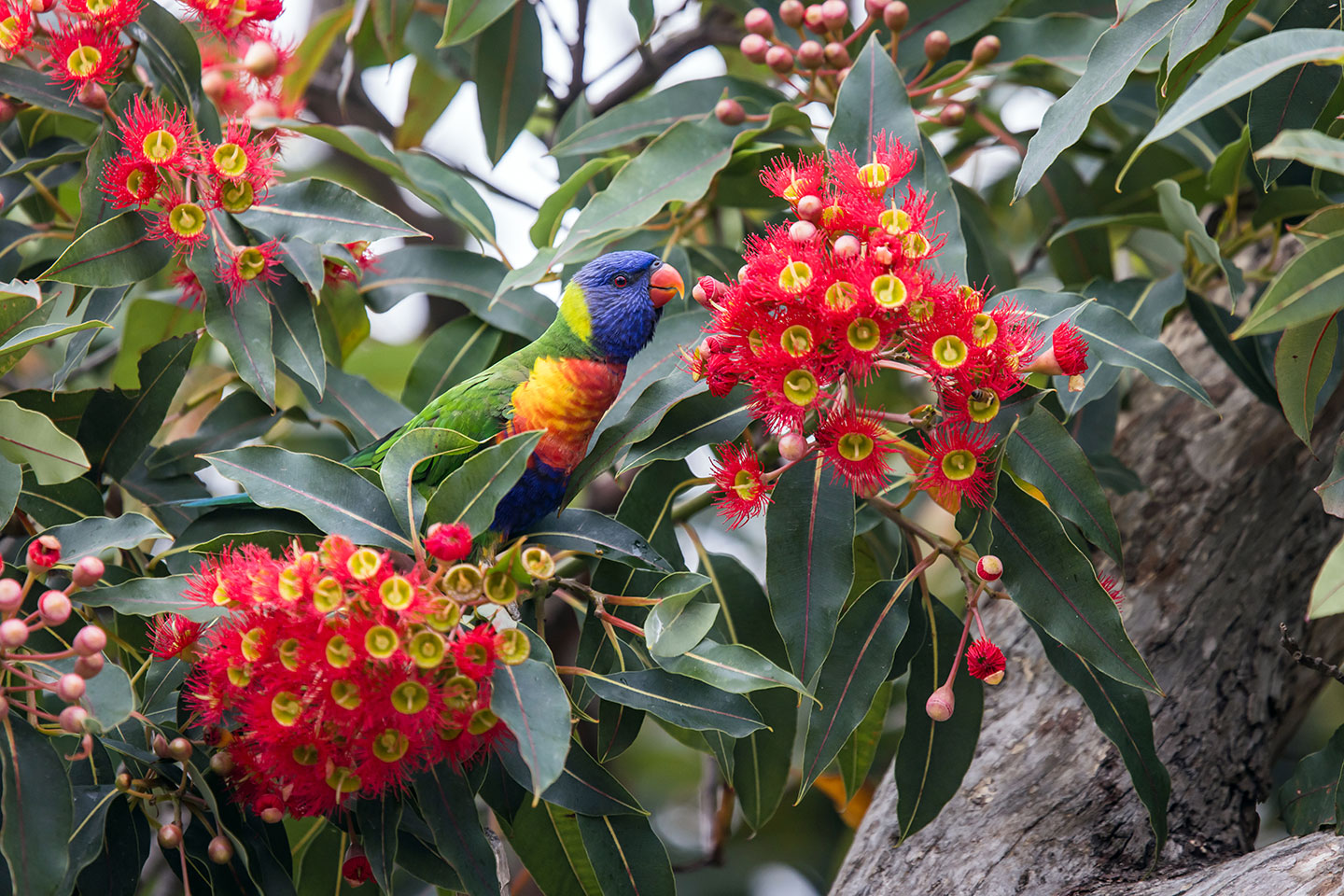 Colorful tropical rainbow lorikeet in Australia