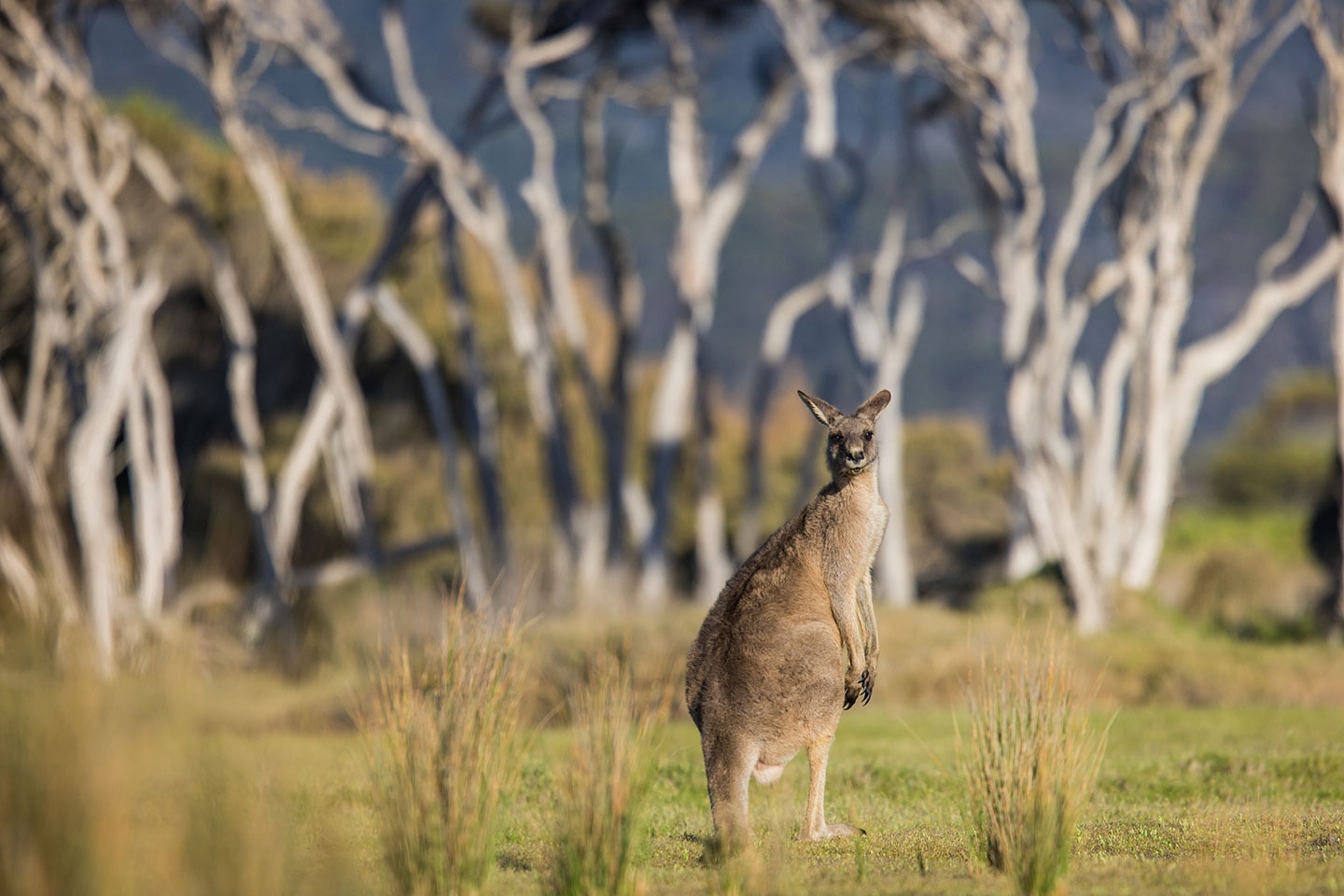 Narawntapu National Park, Tasmania Travel photography of a kangaroo in Narawntapu National Park, Tasmania
