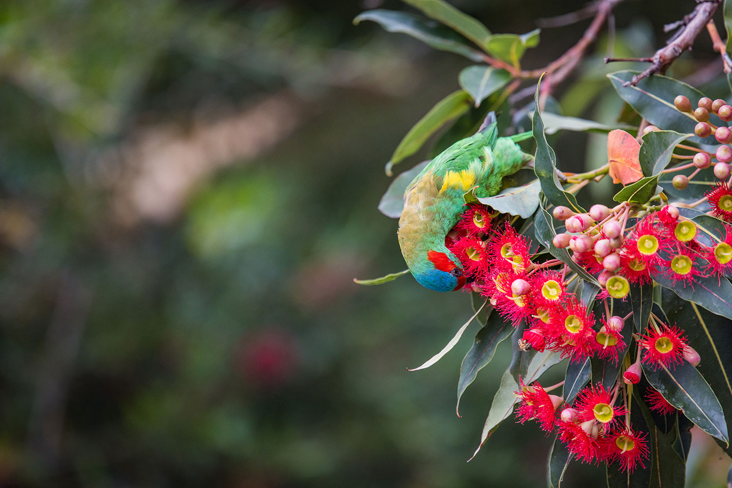 Colorful tropical parrot in Australia