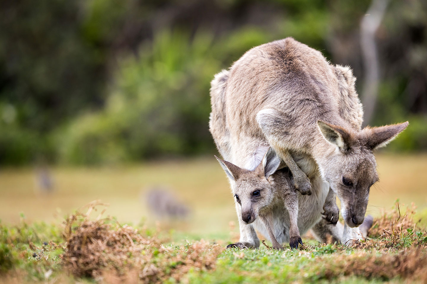 Mother kangaroo with joey in Murramarang National Park