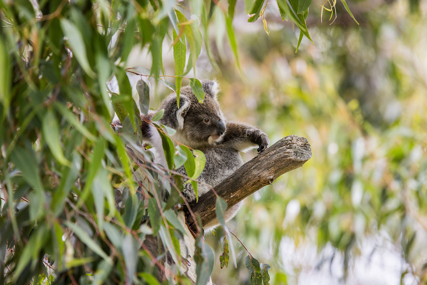 Koala scratching himself in a tree