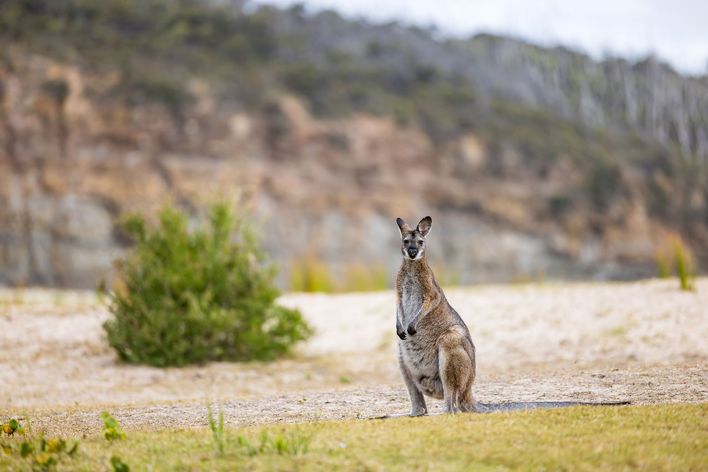 Wallaby on the beach in Murramarang National Park