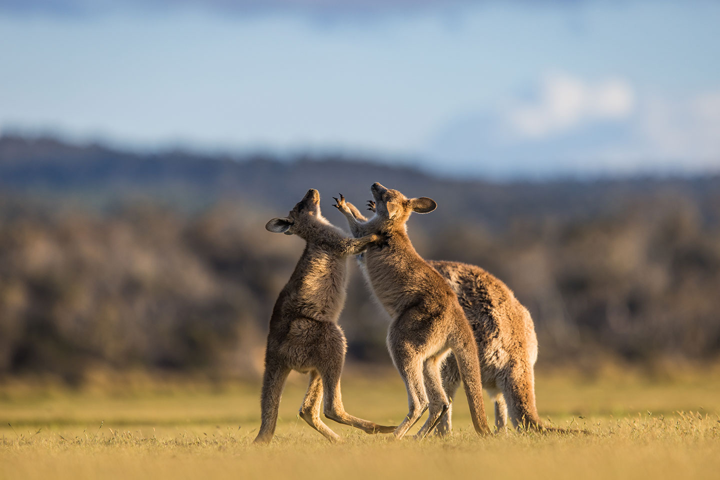 Narawntapu National Park, Tasmania Two joey kangaroos playing and fighting at Narawntapu National Park