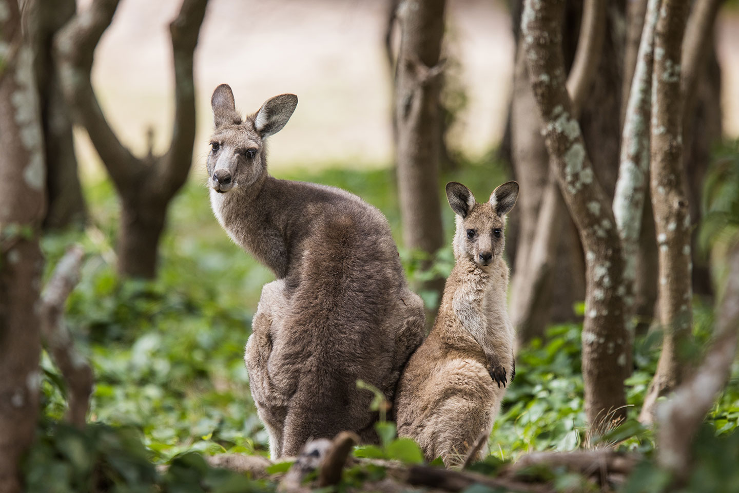 Mother kangaroo with joey in a forest in Murramarang National Park