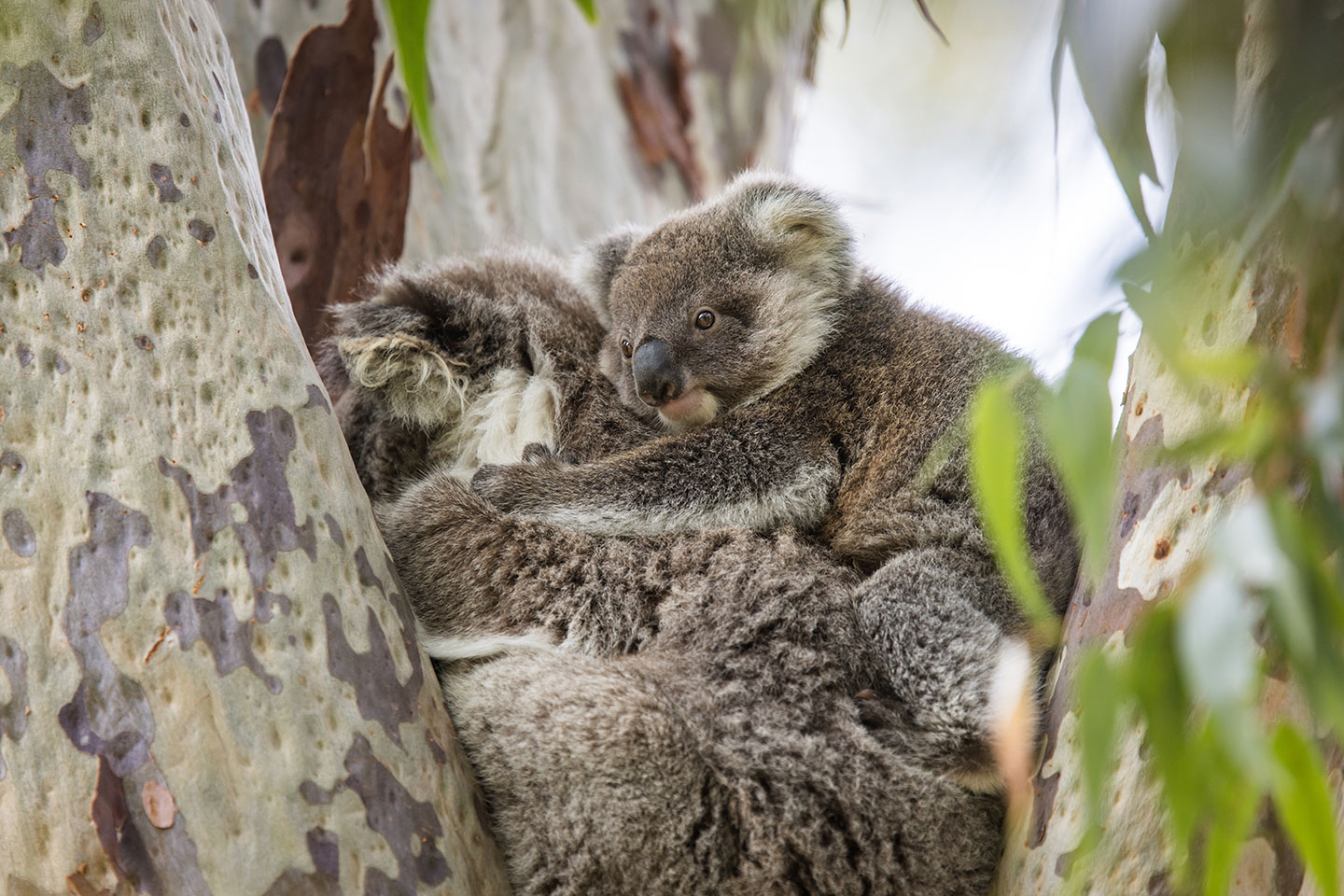 Koala with baby on Raymond Island