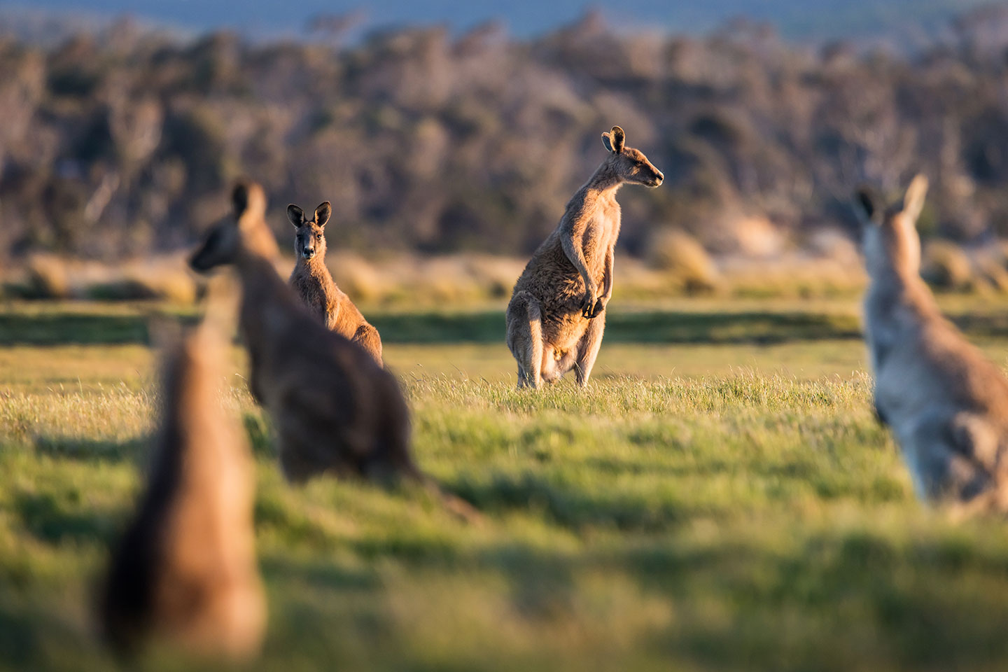 Narawntapu National Park, Tasmania Kangaroos in the wild at Narawntapu National Park