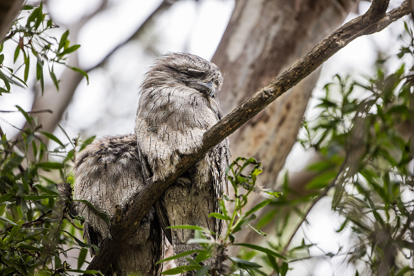 A tawny frogmouth in a tree on Raymond Island