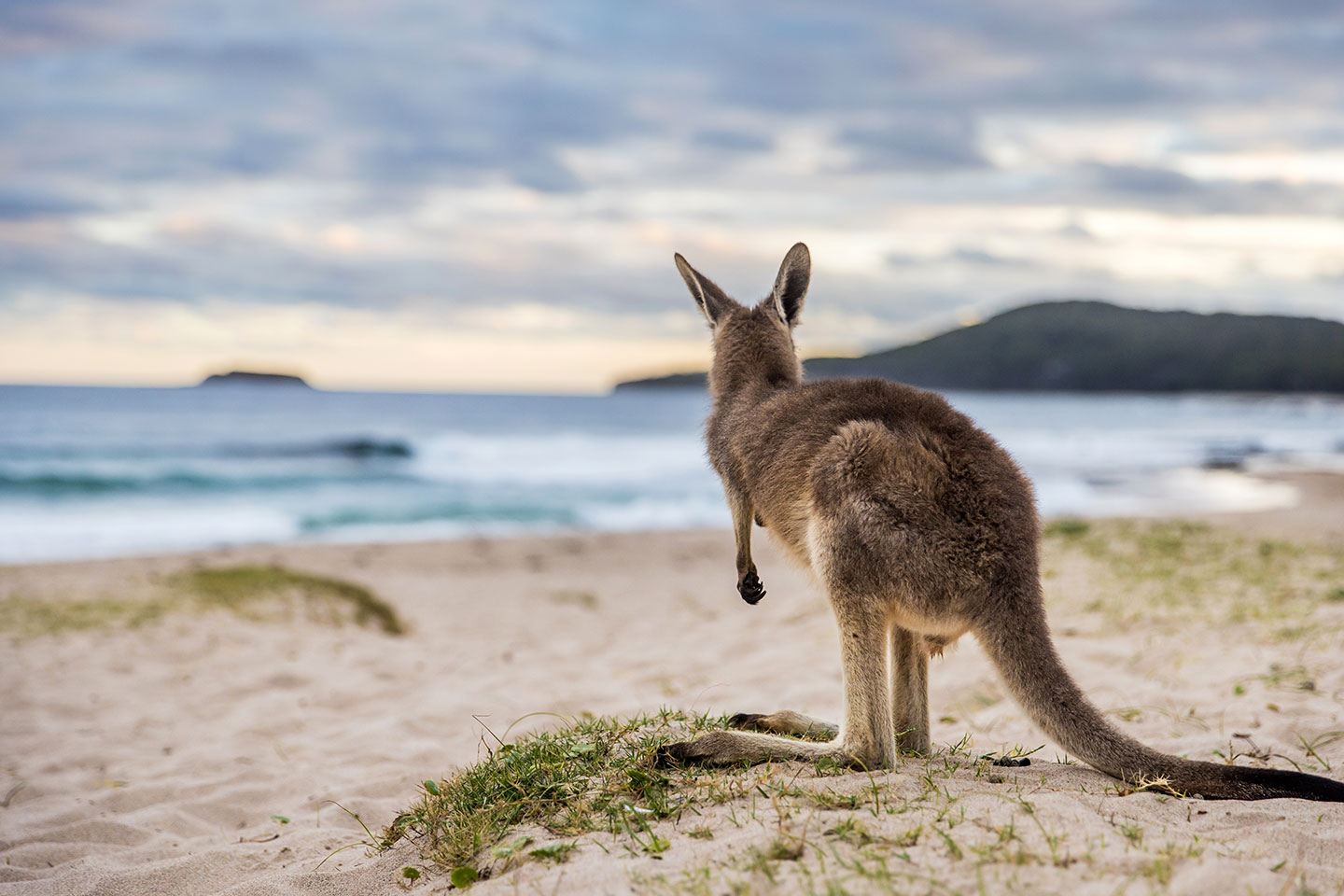 Kangaroo on the beach at Pebbly Beach in New South Wales, Australia