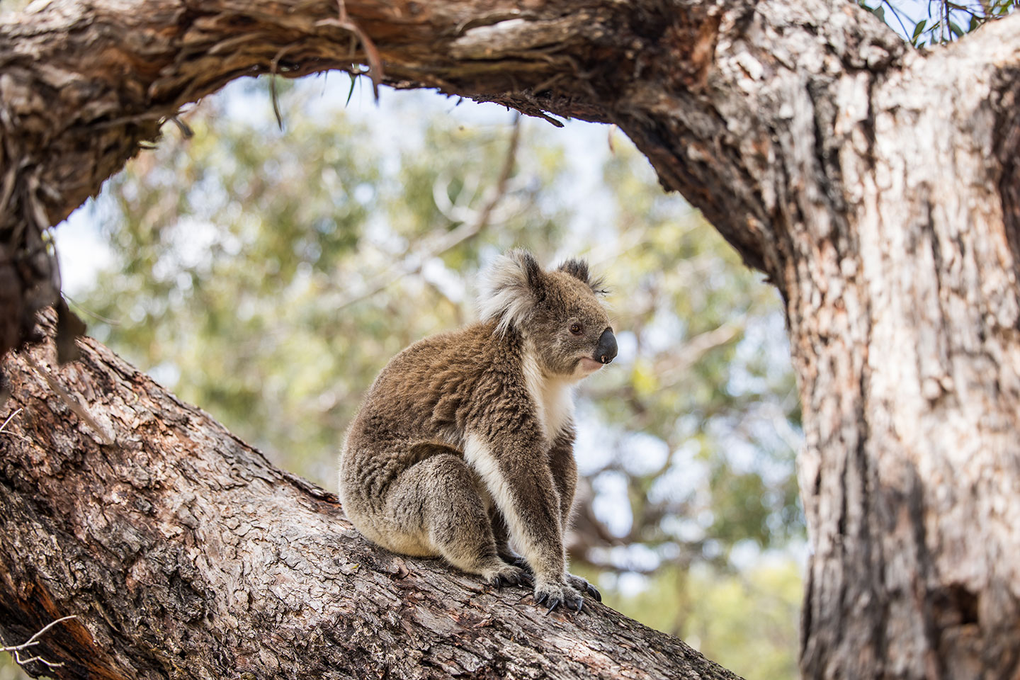 Koala resting on a tree on Raymond Island