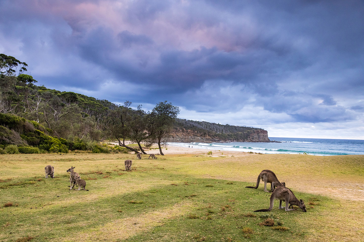 Sunset over Pebbly Beach with kangaroos grazing along the beach