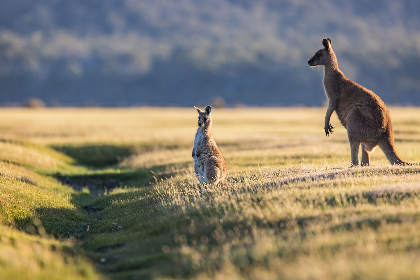 Narawntapu National Park, Tasmania Baby kangaroo with mother at Narawntapu National Park, Tasmania