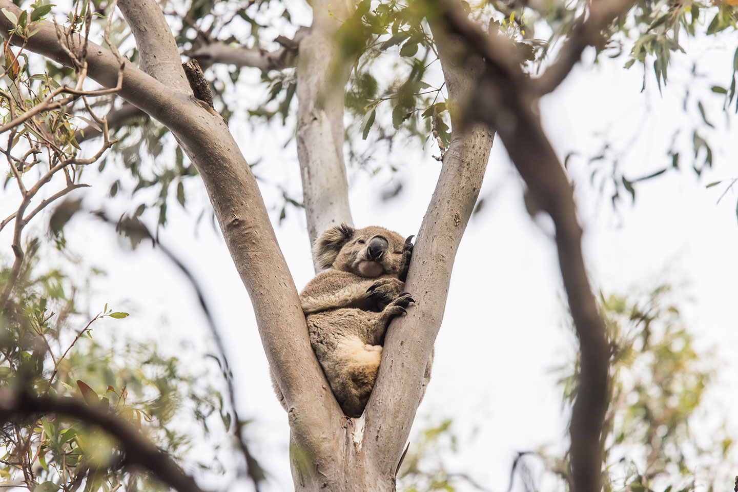A koala sleeping in a tree in Victoria, Australia