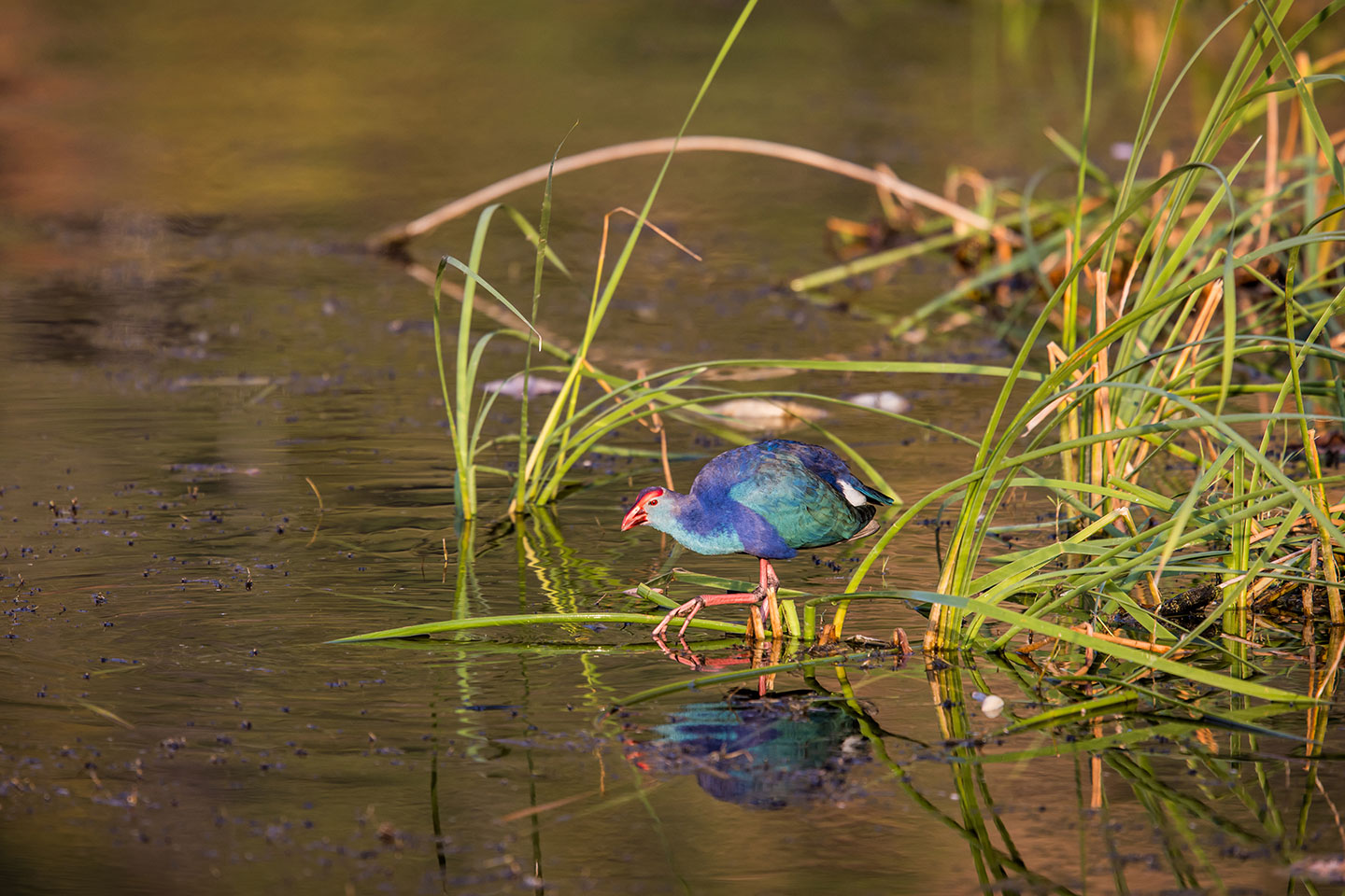 Bueng Bua lotus lake Purple swamp hen at the Bueng Bua lotus lake