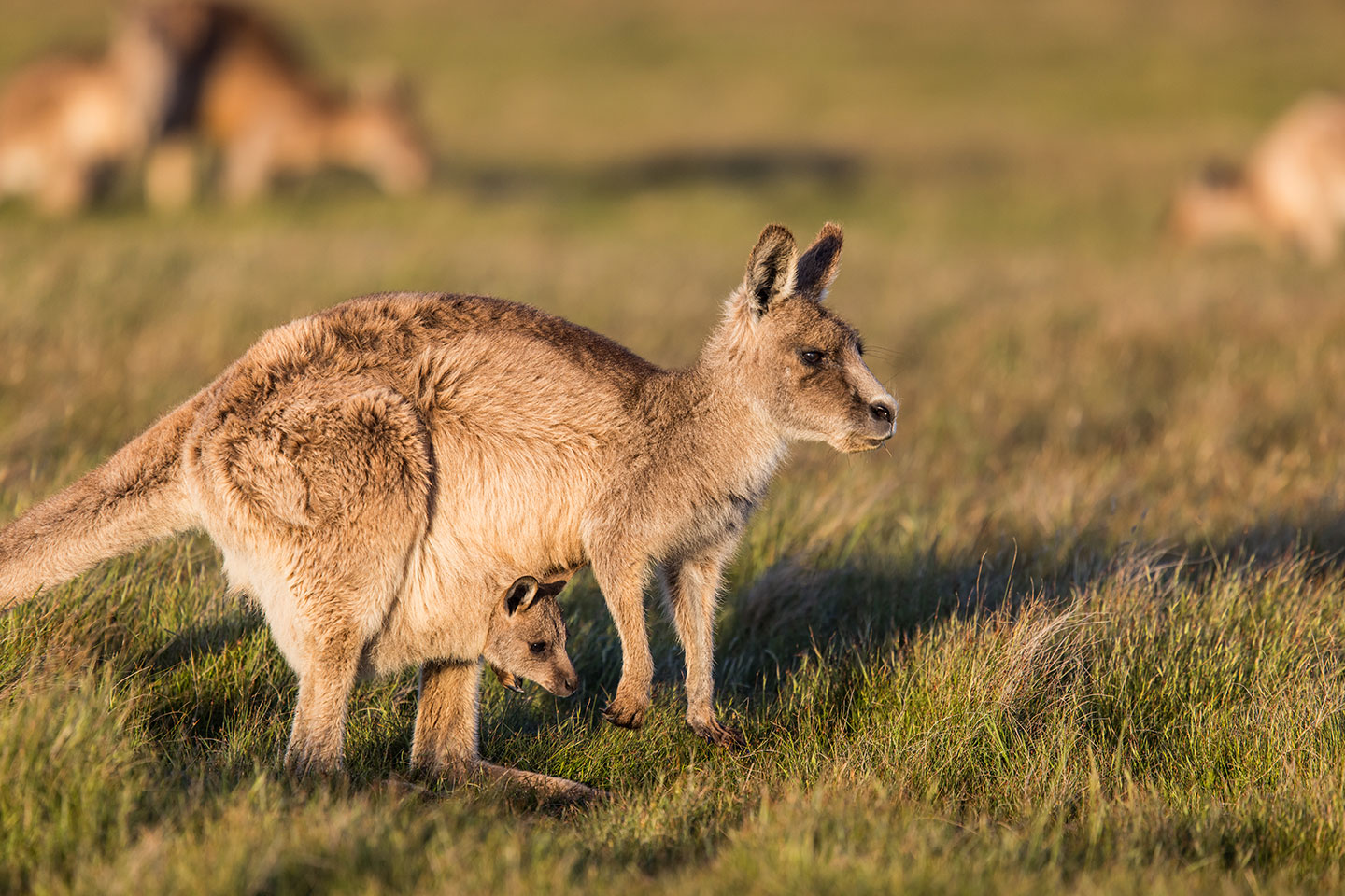 Narawntapu National Park Kangaroo mother with joey in her pouch at Narawntapu National Park, Tasmania