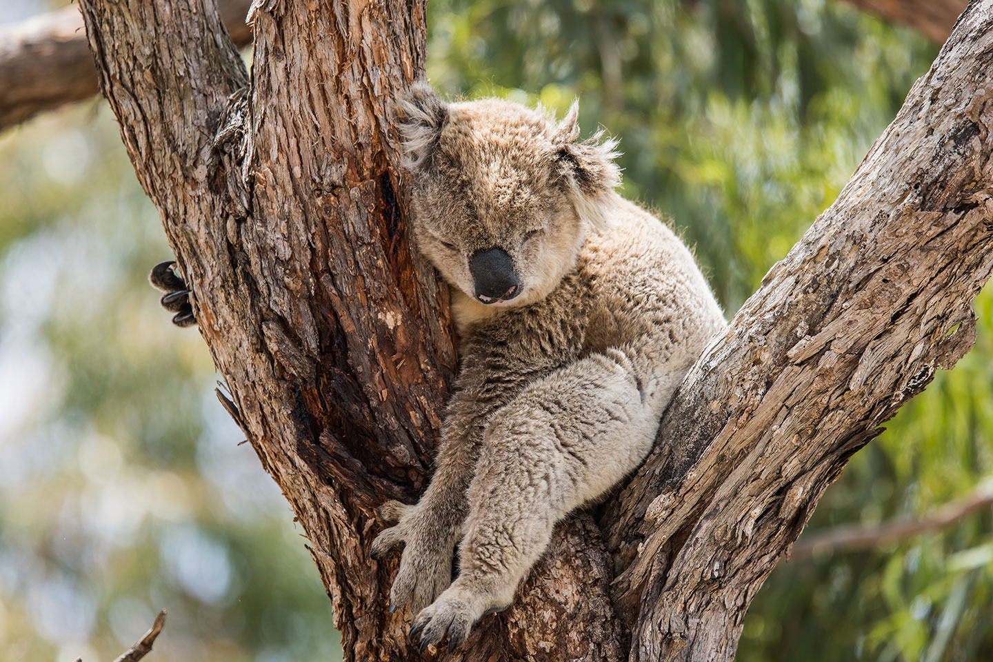 Sleeping koala in a tree