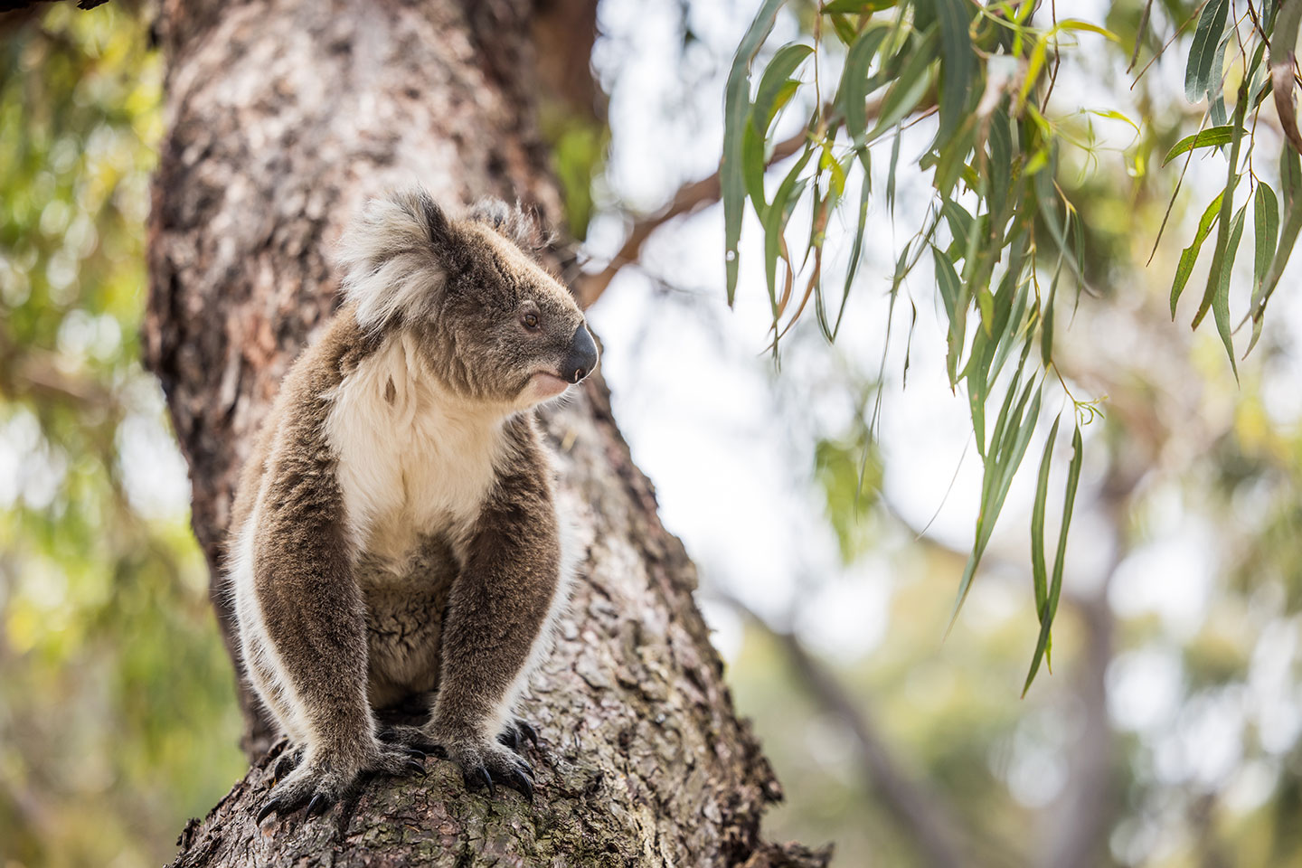Close-up of a koala in a tree