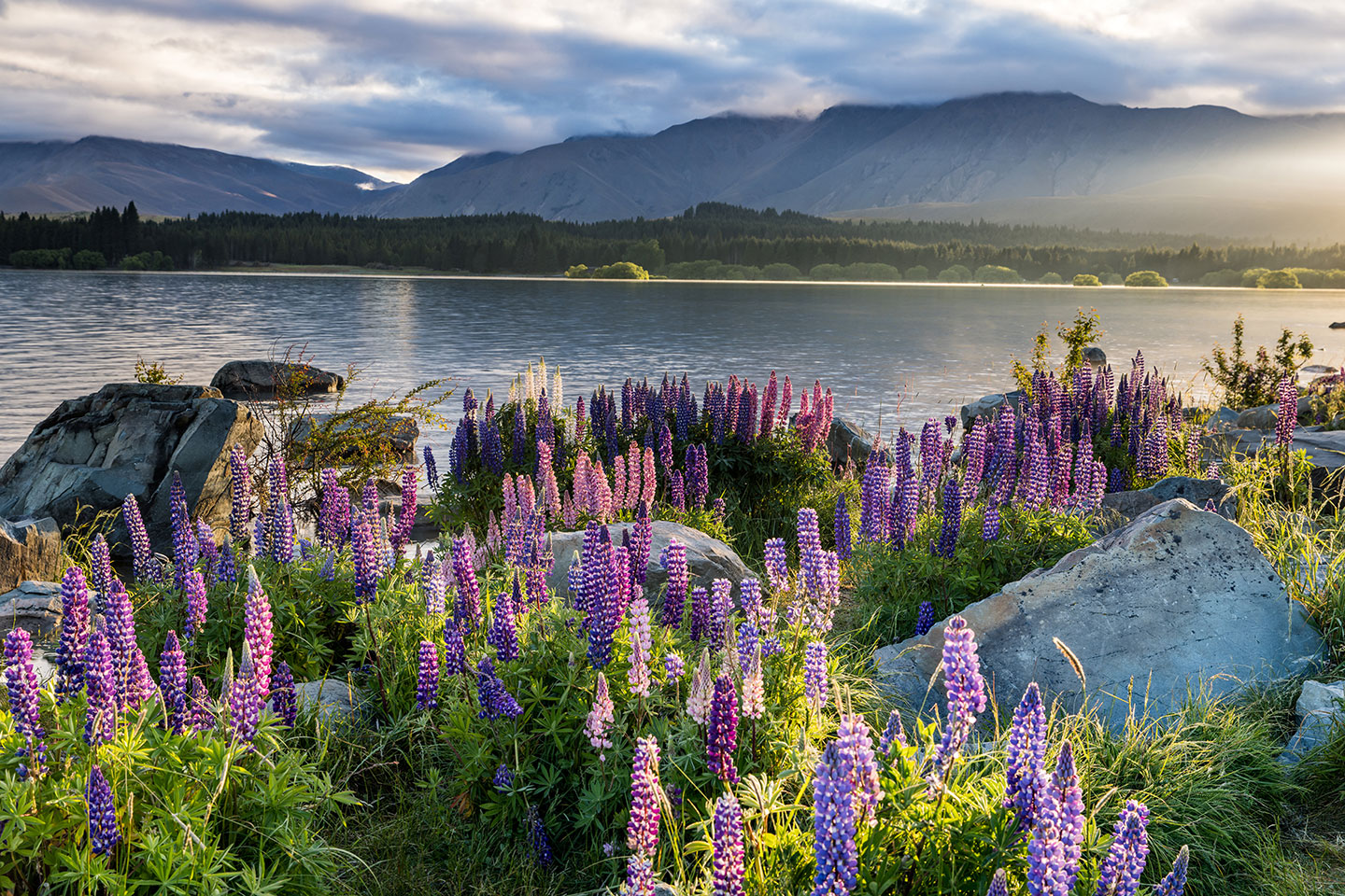 Lake Tekapo Sunrise over Lake Tekapo with lupine flowers in full bloom