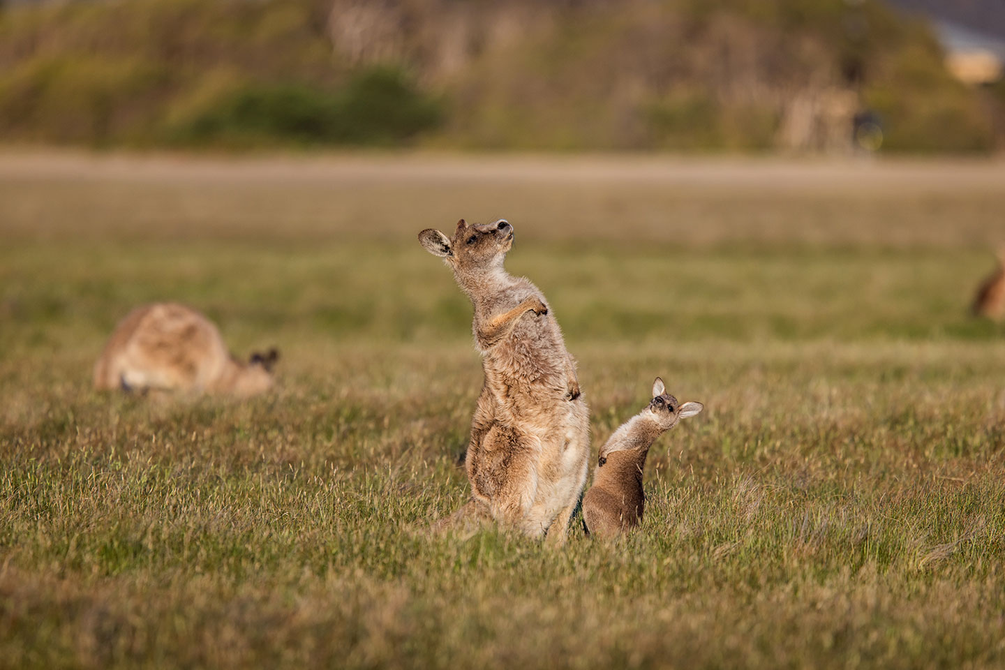 Narawntapu National Park, Tasmania Joey kangaroo mimicking mother kangaroo
