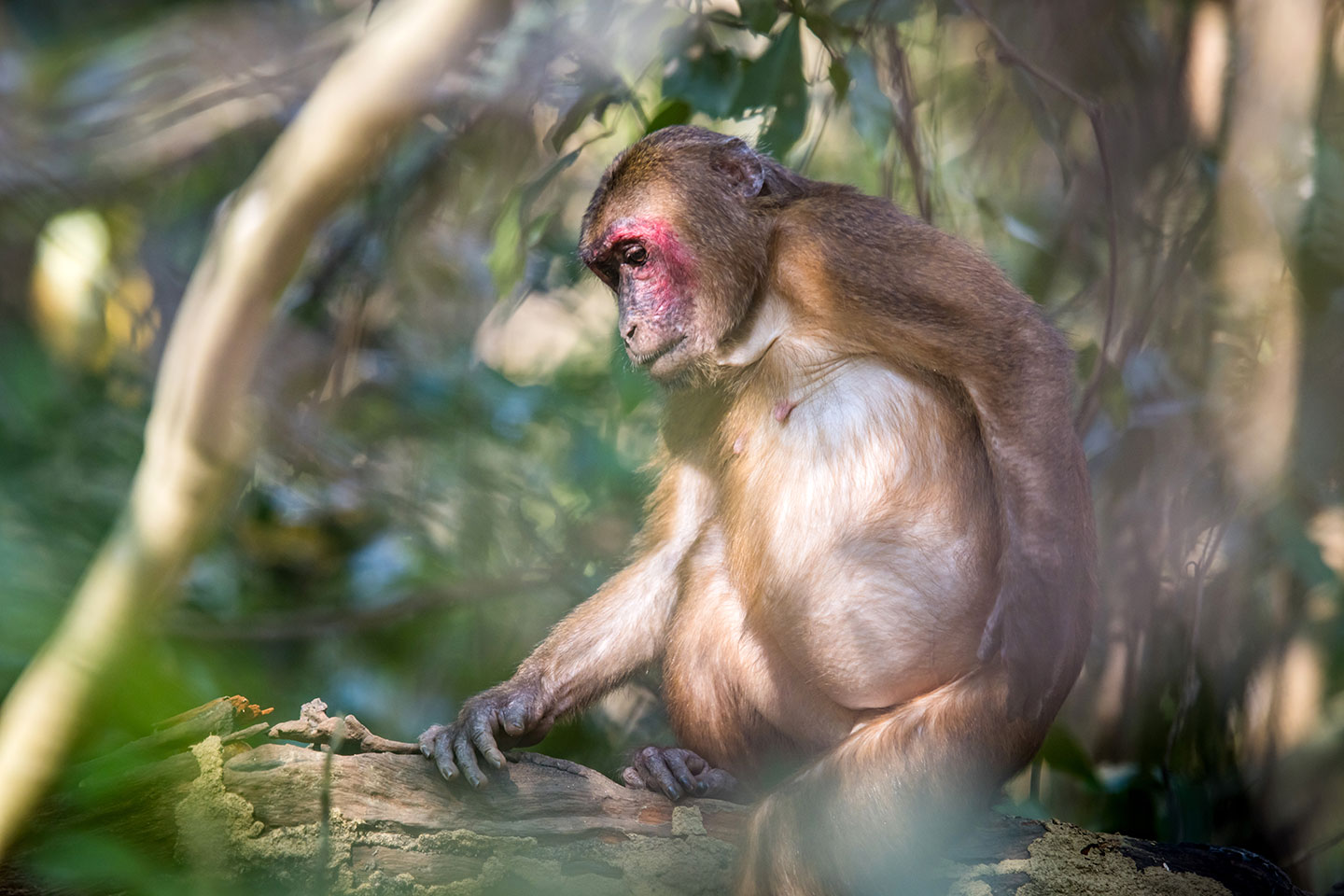Kaeng Krachan National Park Red stumped macaque in Kaeng Krachan National Park
