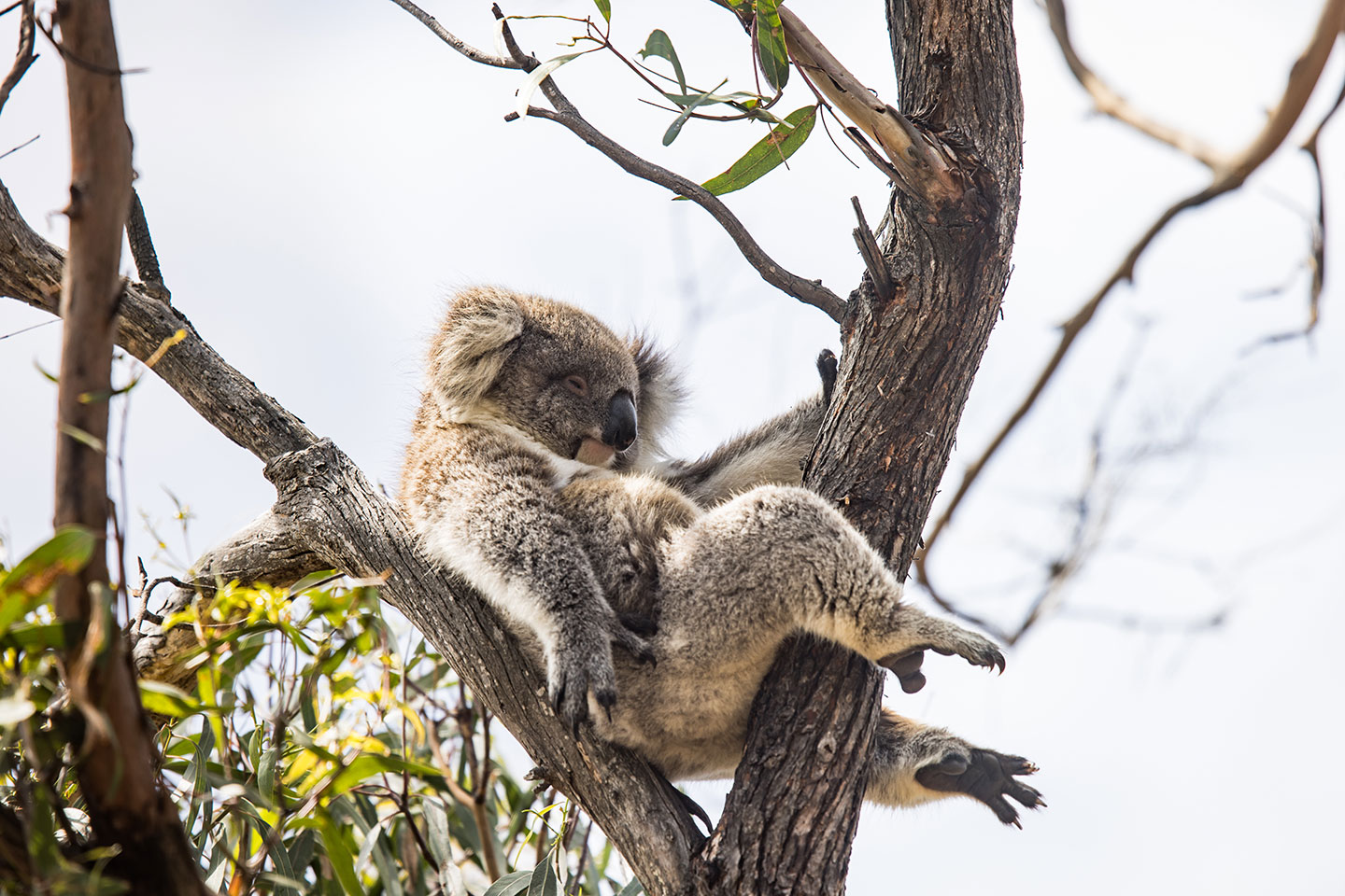 Sleeping Koala in a tree in Australia