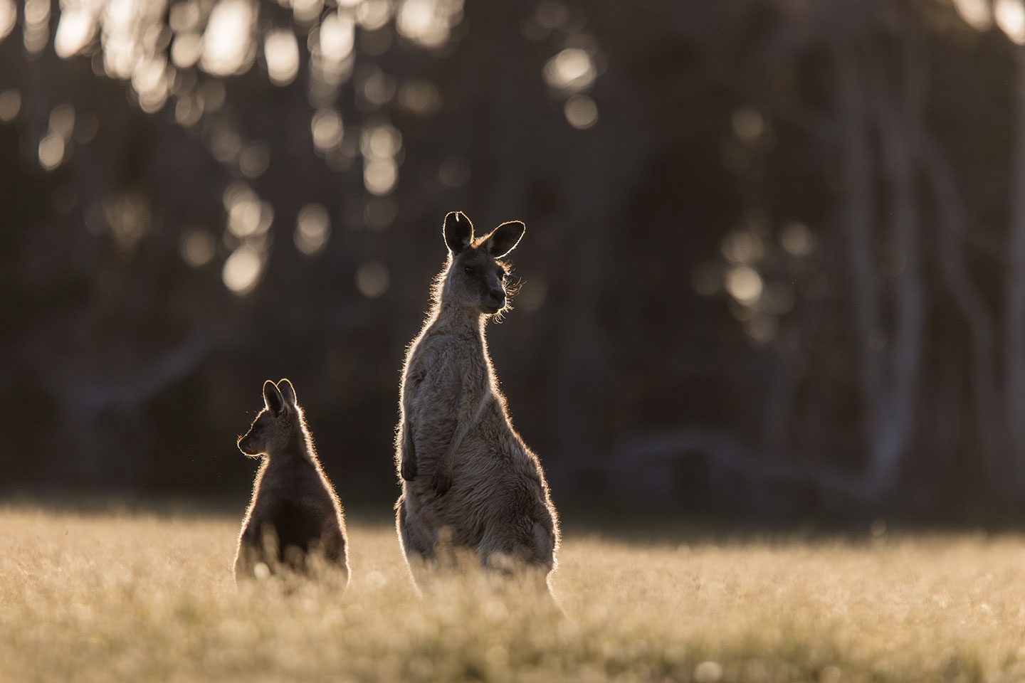 Narawntapu National Park, Tasmania Sunset shot of two kangaroos at Narawntapu National Park, Tasmania
