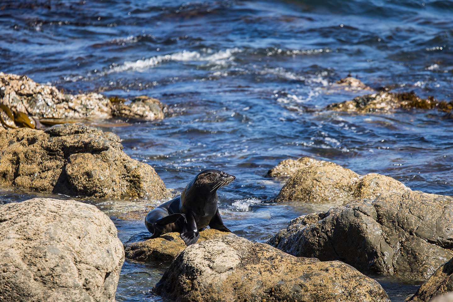 Cape Palliser Fur seal playing near the water at Cape Palliser, New Zealand