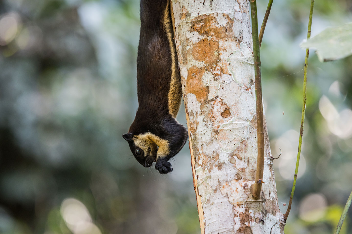 Kaeng Krachan National Park Giant squirrel at Kaeng Krachan National Park