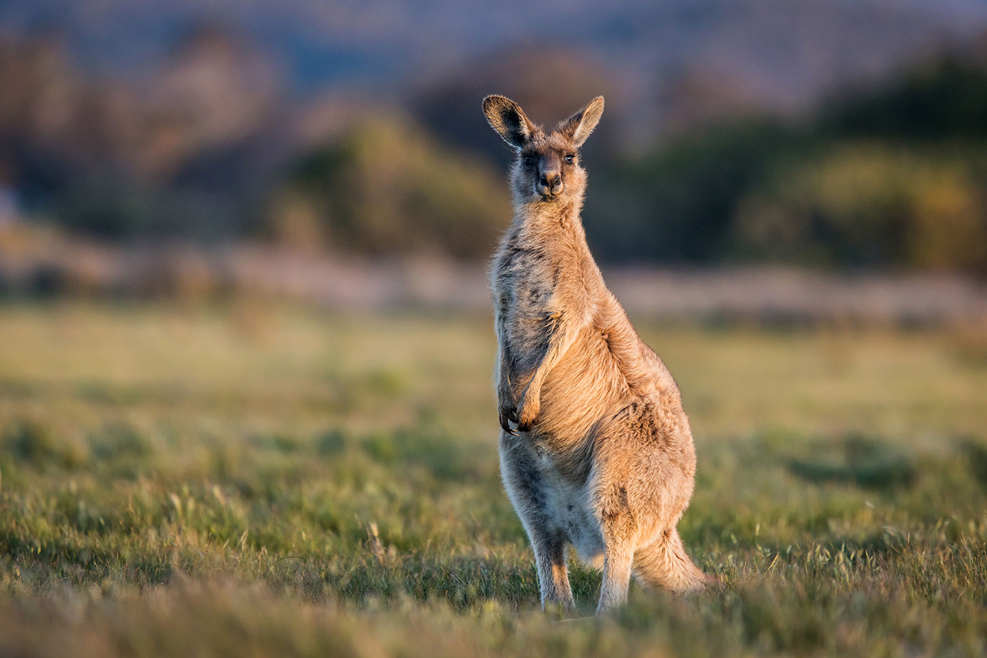 Narawntapu National Park, Tasmania Close-up of a grey forrest kangaroo at Narawntapu National Park, Tasmania