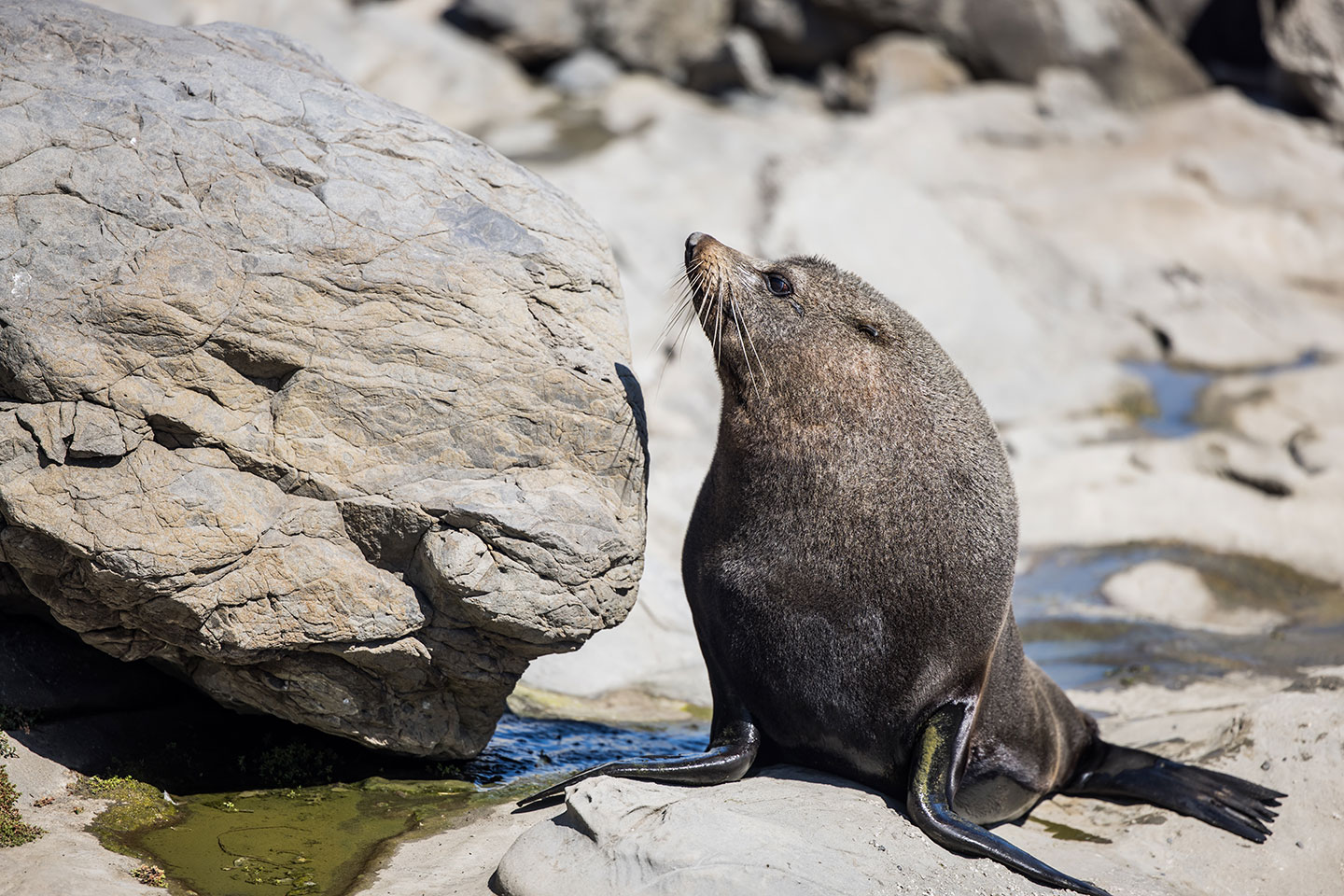 Cape Palliser New Zealand fur seat at Cape Palliser