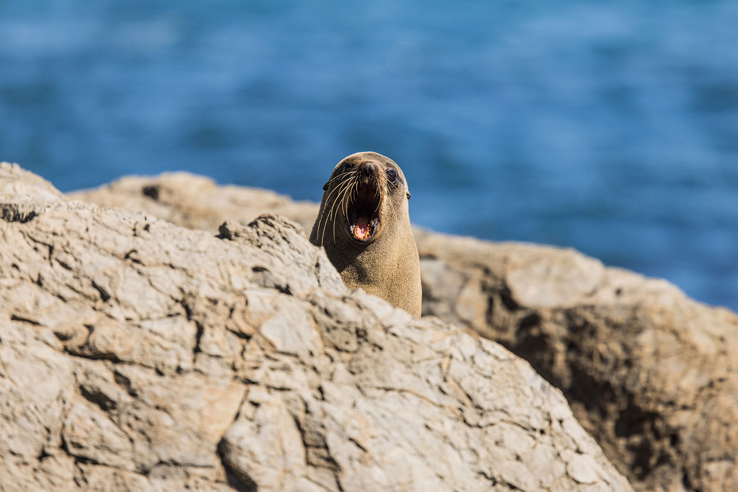 Cape Palliser Fur seal on the rocks at Cape Palliser, New Zealand