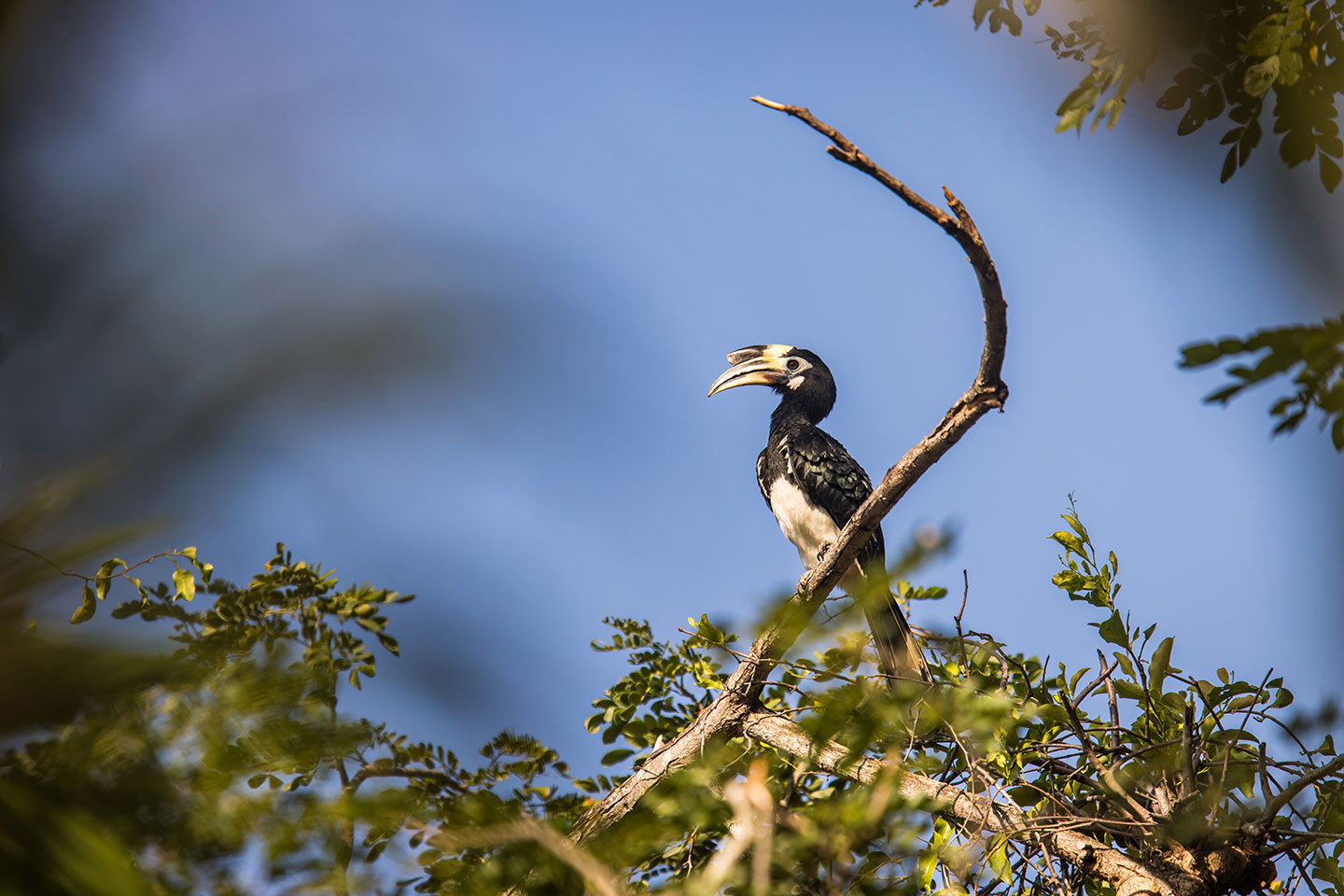 Kaeng Krachan National Park Hornbill in a tree in Kaeng Krachan National Park