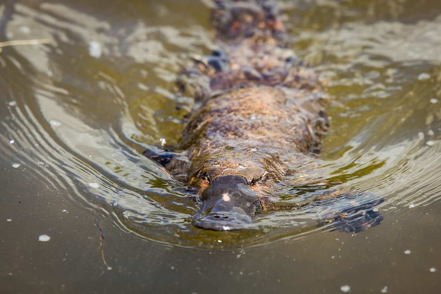 Latrobe, Tasmania Platypus swimming through a river in Tasmania