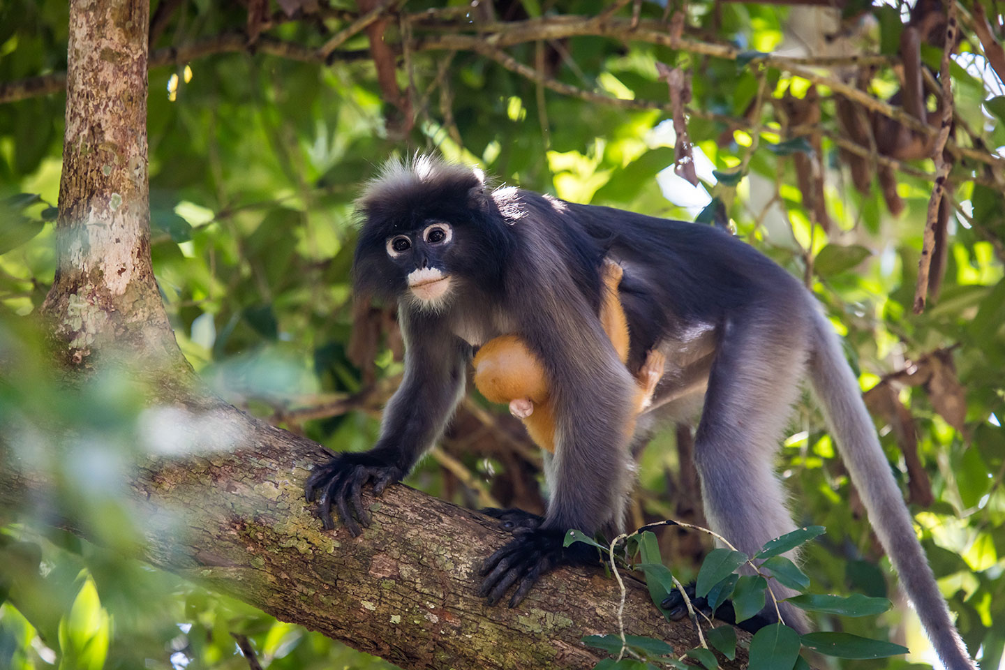 Kaeng Krachan National Park Dusky langur with a golden baby at Kaeng Krachan National Park