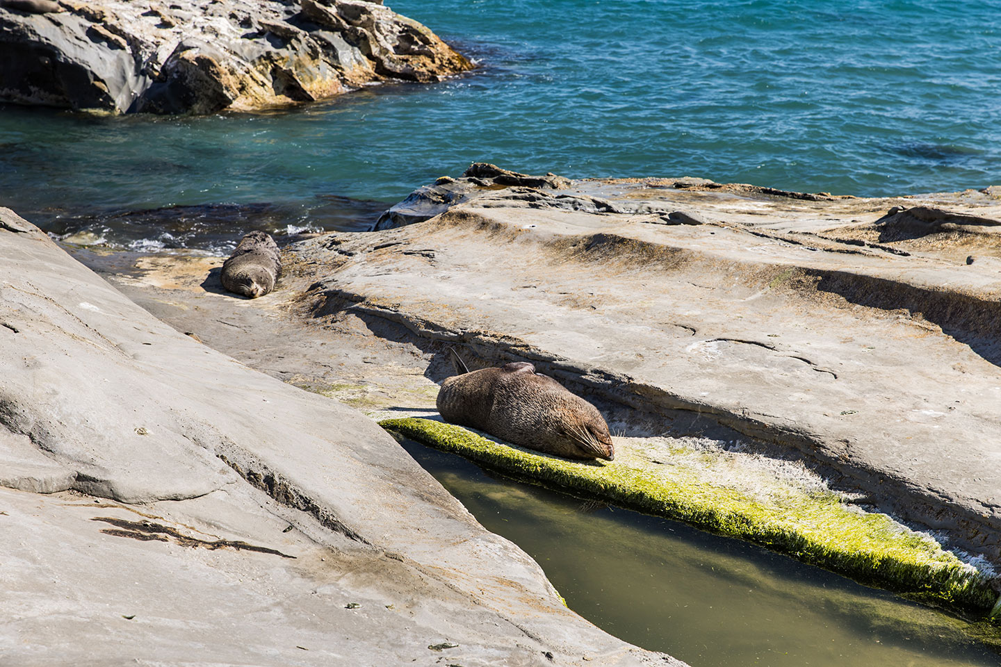 Cape Palliser Fur seals sleeping near Cape Palliser, New Zealand
