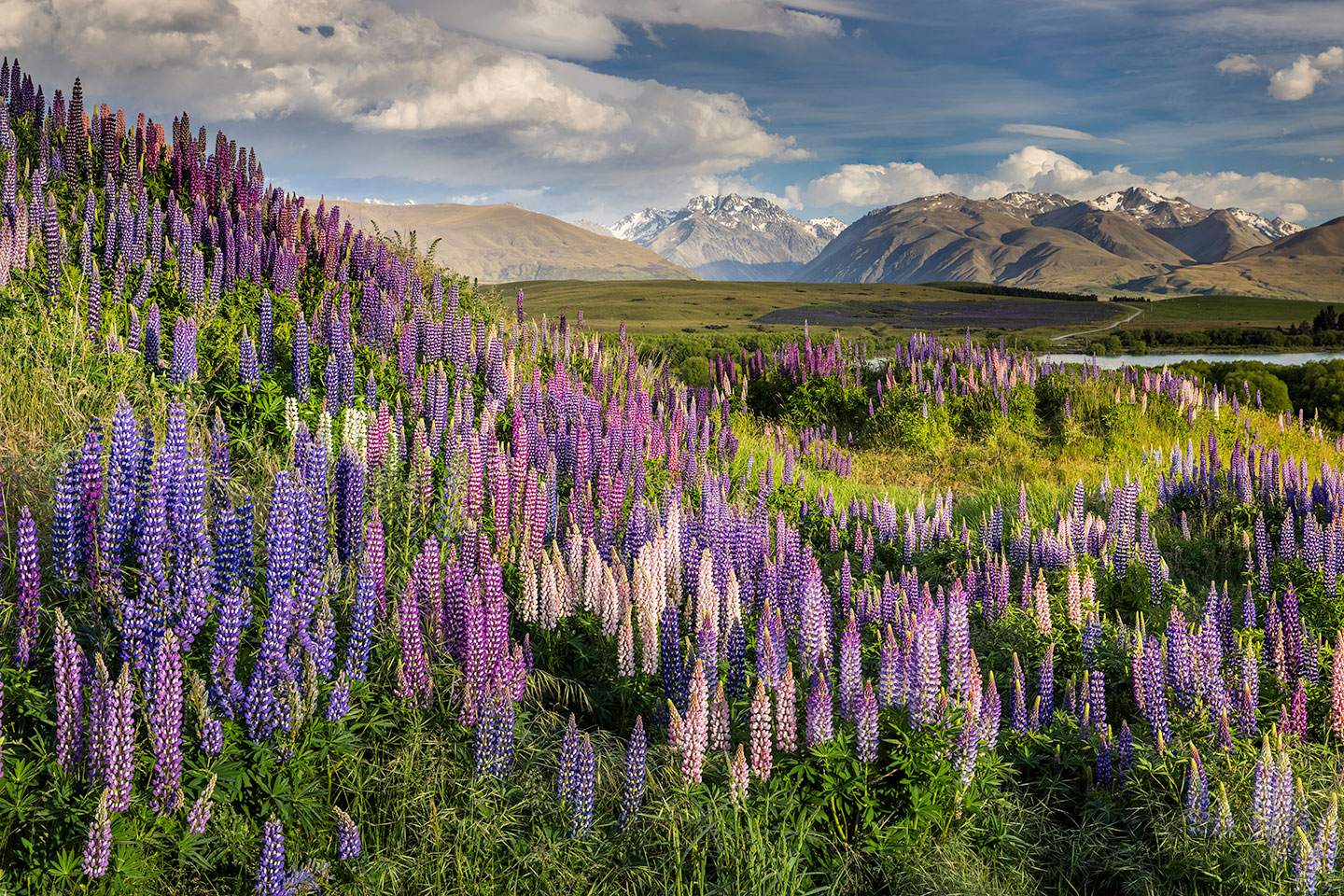 Lake Tekapo Lupine flowers in full bloom in the South Island of New Zealand