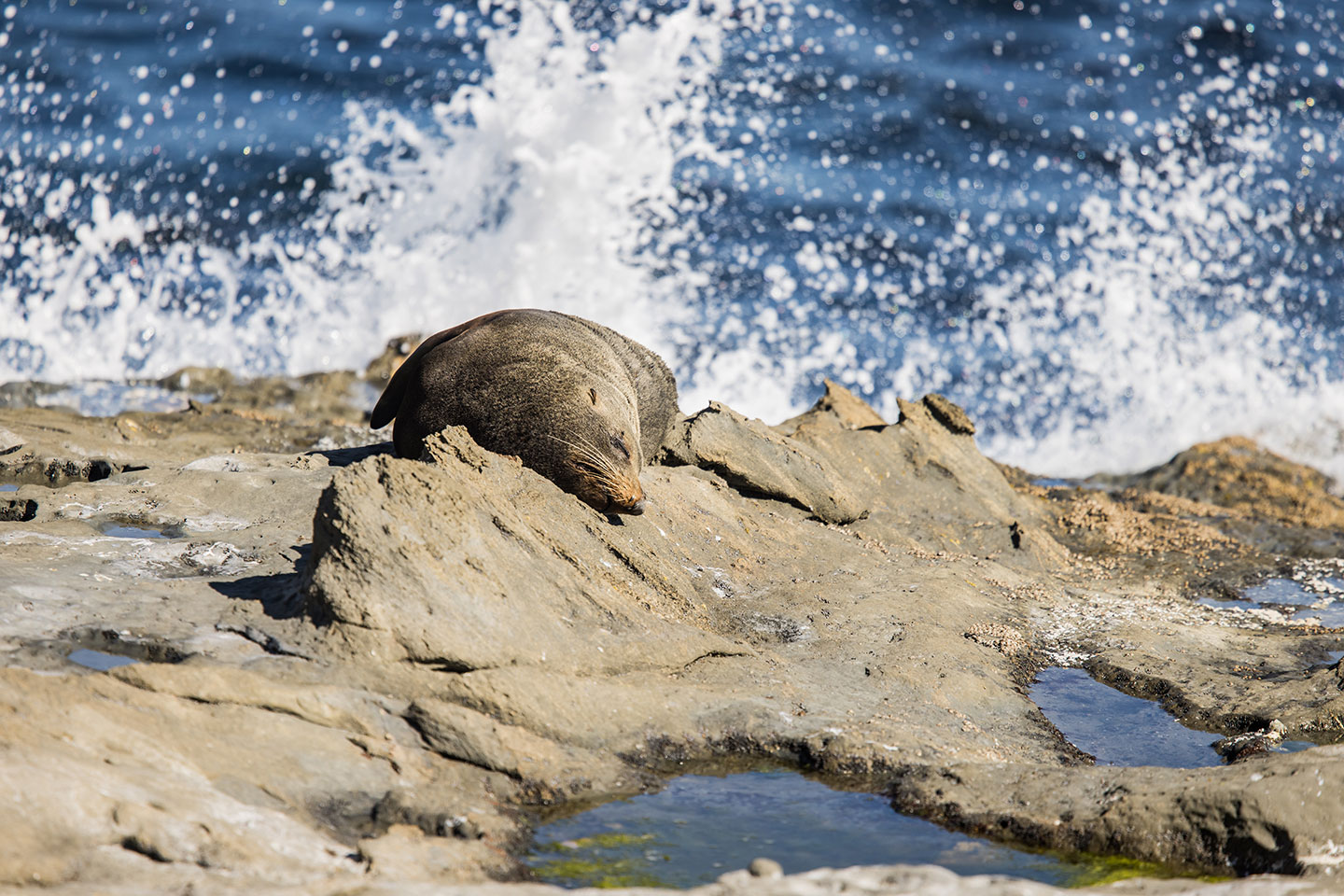 Cape Palliser Fur seal at Cape Palliser, New Zealand