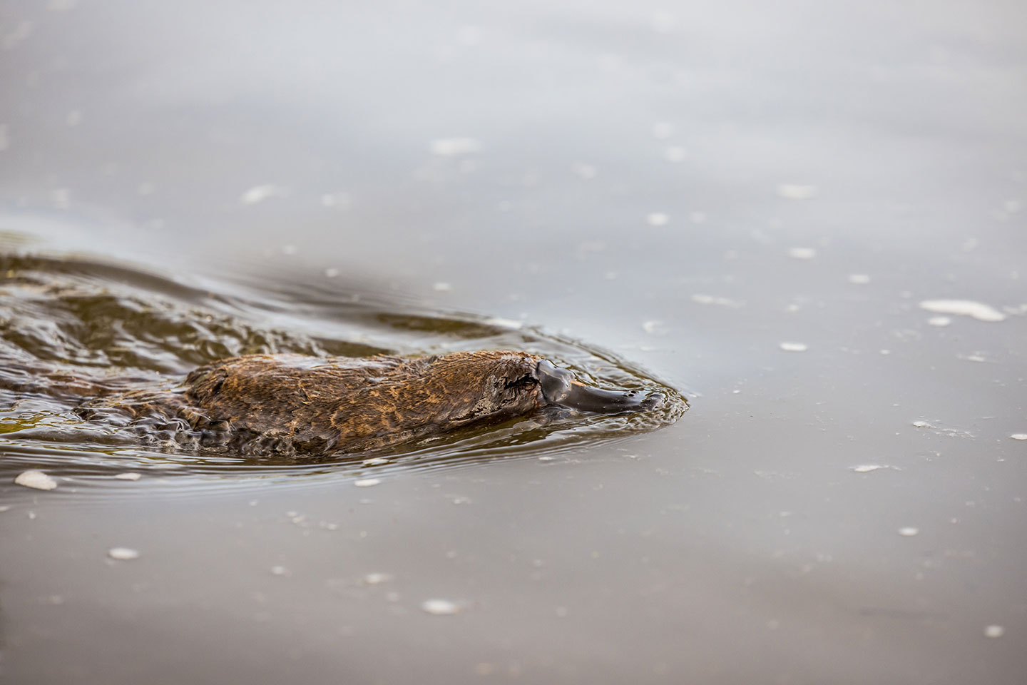 Latrobe, Tasmania Close-up of a platypus swimming in Latrobe, Tasmania