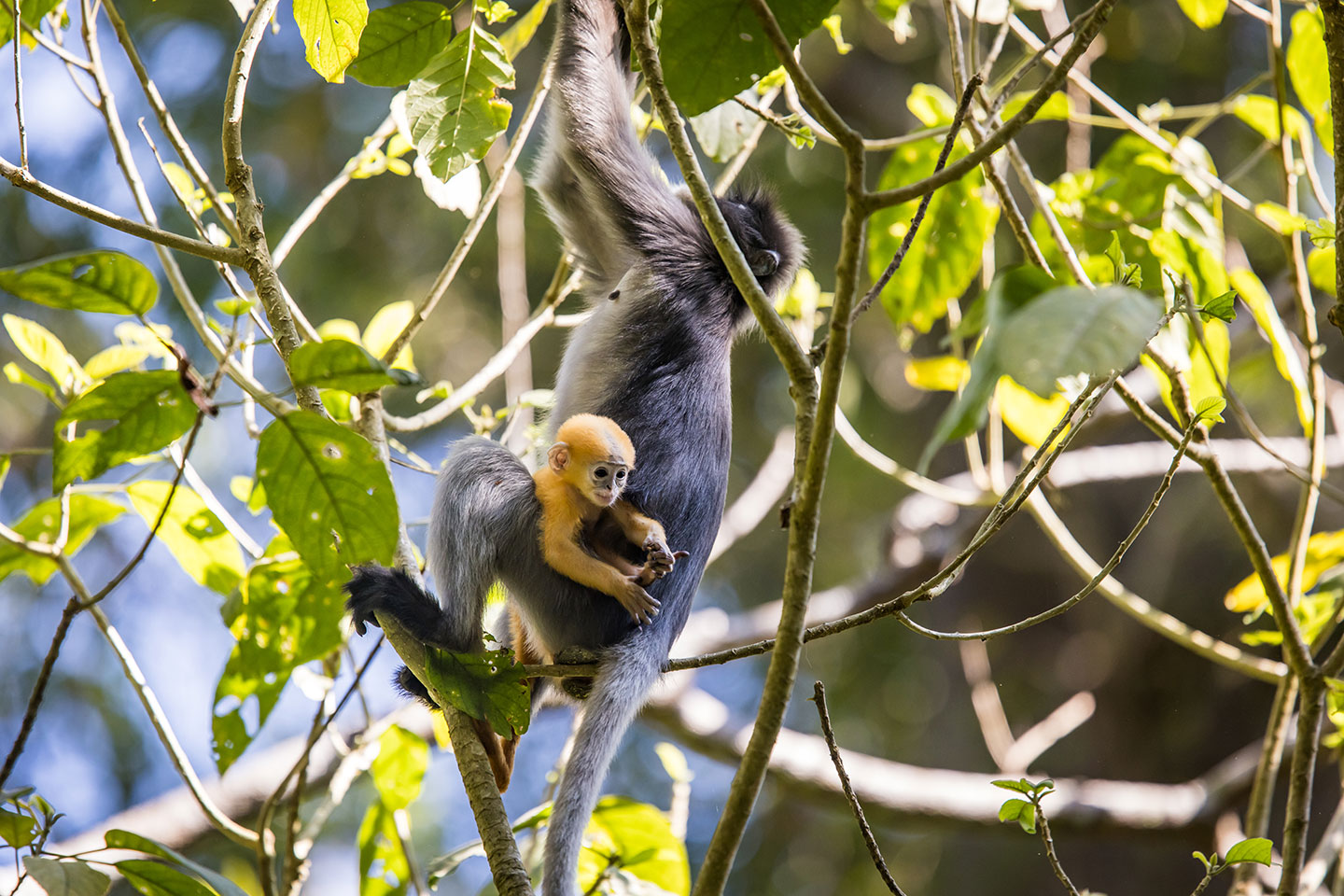 Kaeng Krachan National Park Dusky Langur monkey with a golden baby in a tree