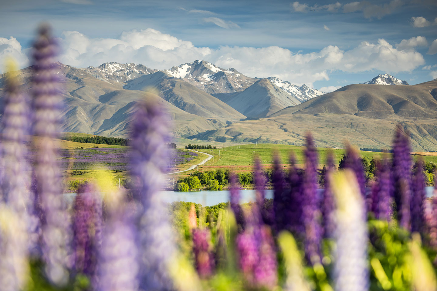 Lake Tekapo Lupines in New Zealand's south island in full bloom
