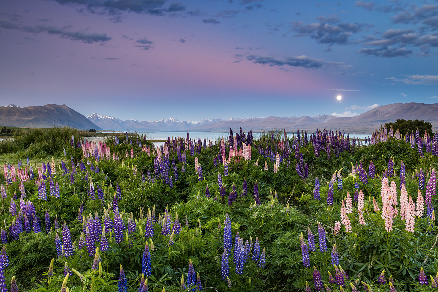 Lake Tekapo Sunset over Lake Tekapo with colorful lupine flowers in full bloom